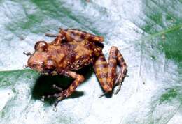 Image of Madagascar frog