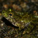Image of Webb's Madagascar Frog