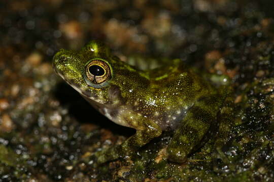 Image of Webb's Madagascar Frog