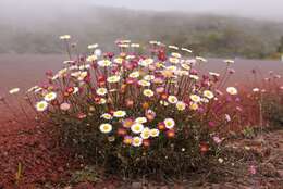 Image of Latin American Fleabane