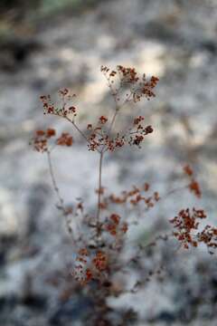 Image of heartsepal buckwheat