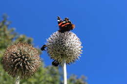 Image of tall globethistle