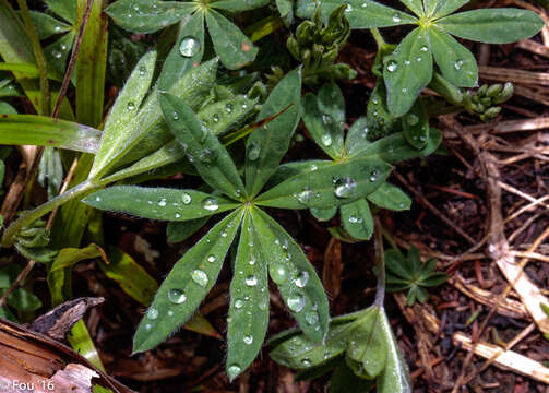 صورة Lupinus arcticus S. Watson