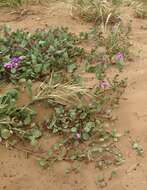 Image of pink sand verbena