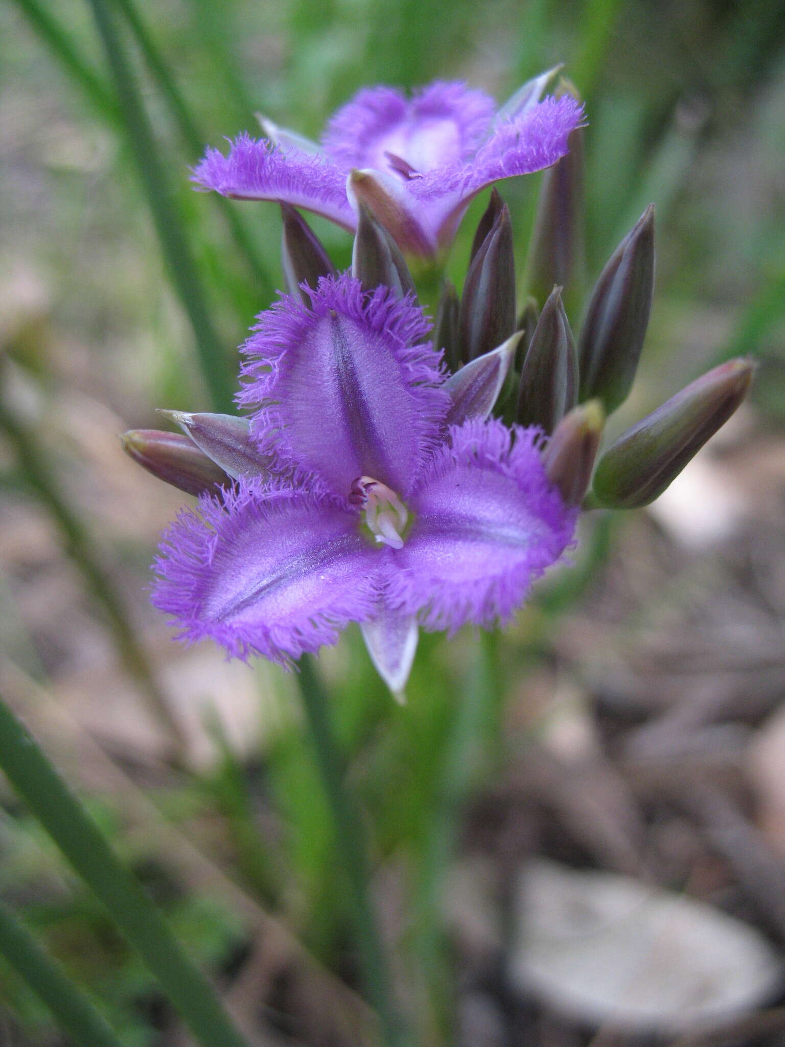 Слика од Thysanotus multiflorus R. Br.