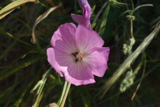 Image of dwarf checkerbloom