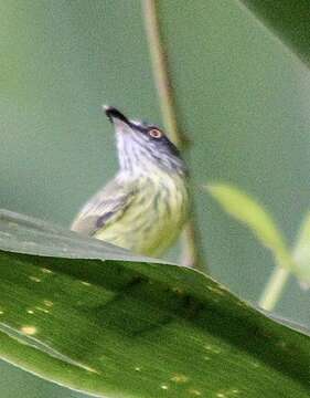 Image of Spotted Tody-Flycatcher