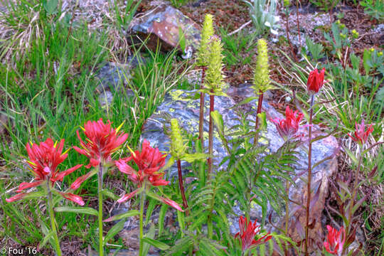 Image of elephanthead lousewort