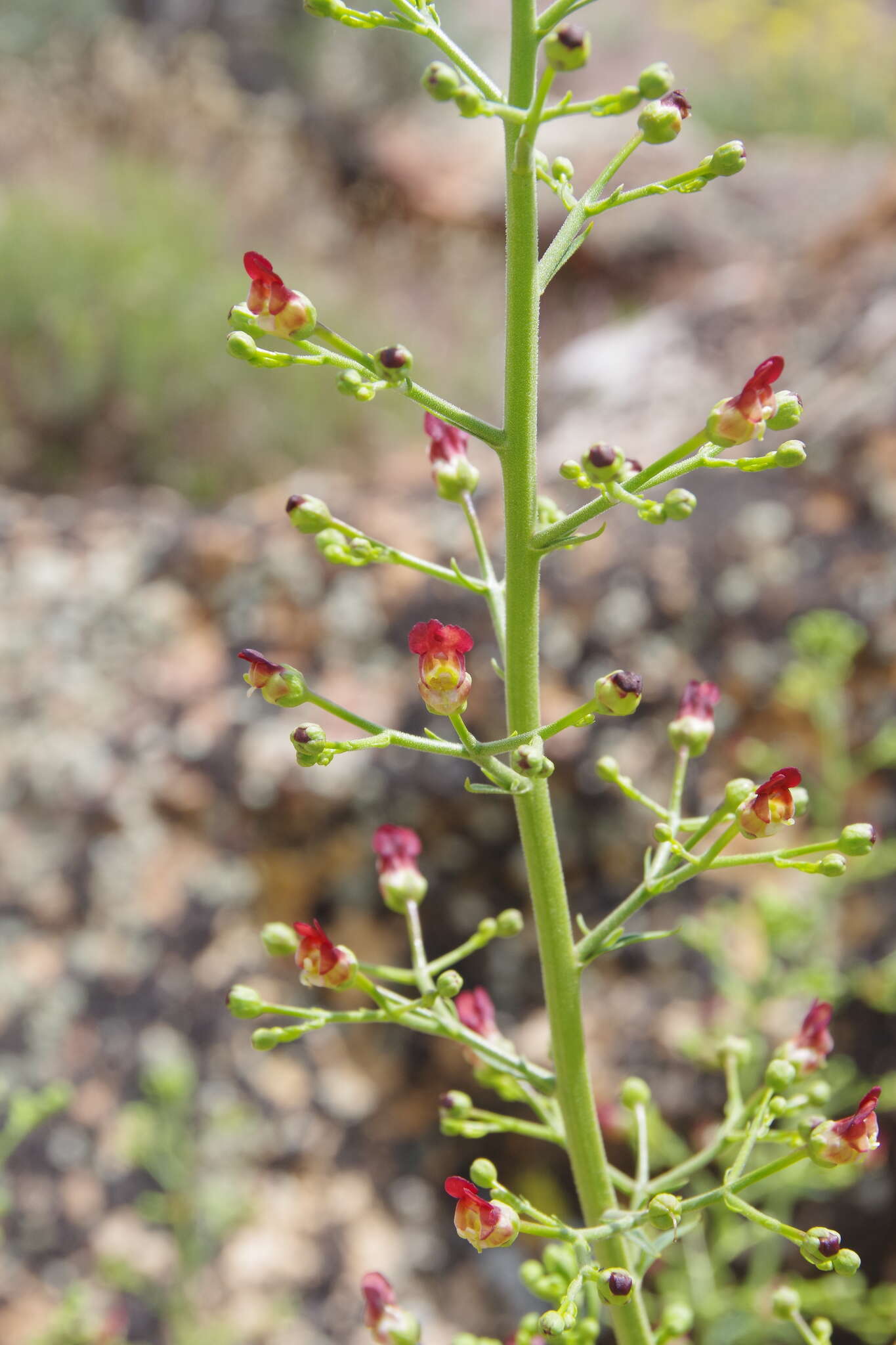 Image of desert figwort