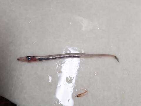 Image of Slender barracudina