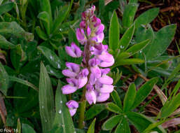 صورة Lupinus arcticus S. Watson