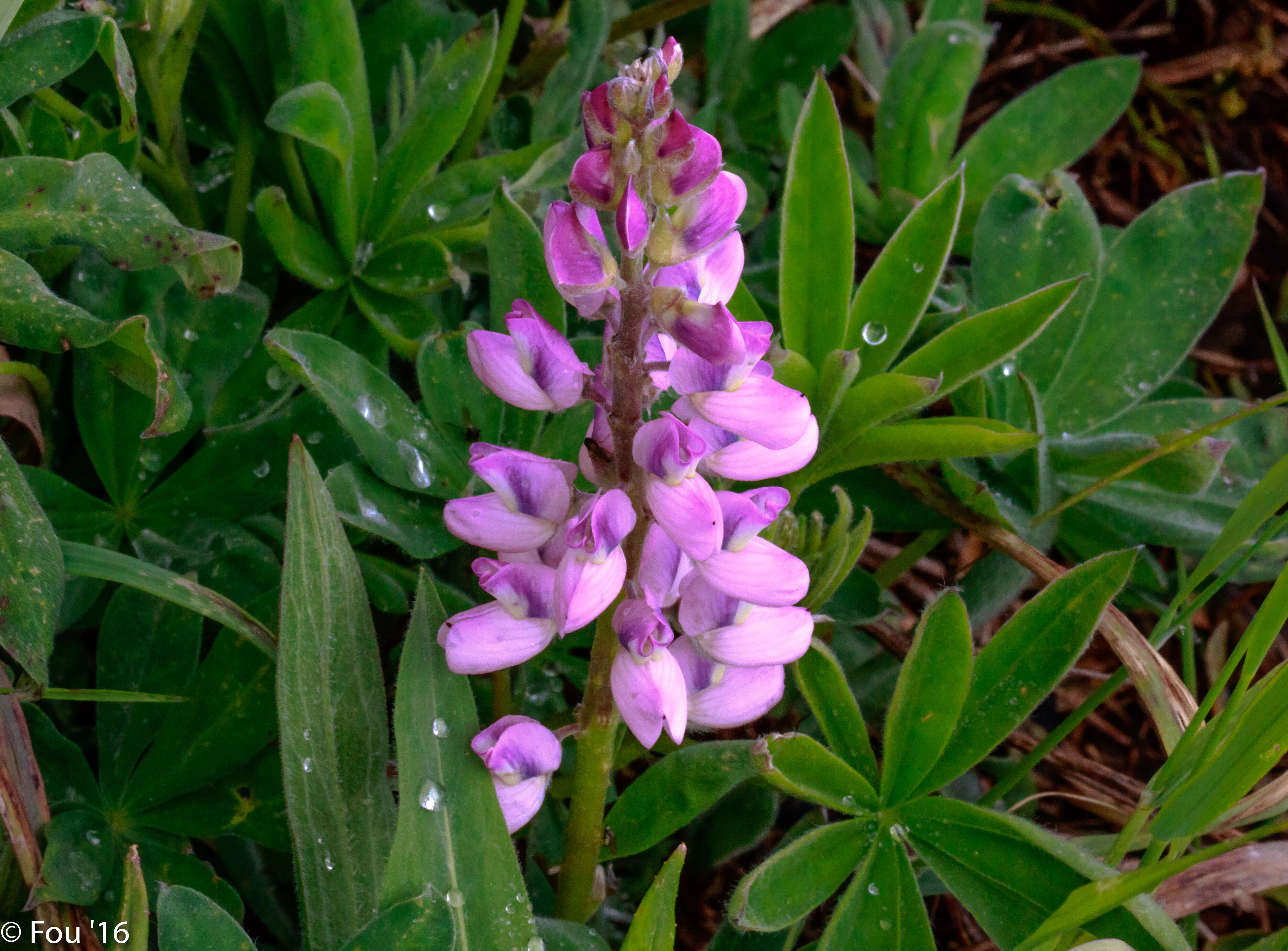 Image of arctic lupine