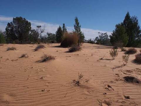 Plancia ëd Triodia scariosa N. T. Burb.