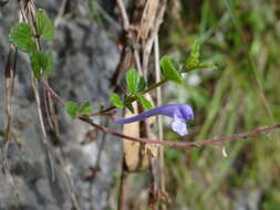 Sivun Scutellaria indica var. indica kuva