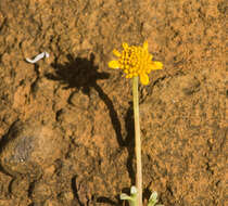 صورة Wollastonia integrifolia (Nutt.) Orchard