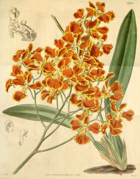 Image of Gomesa forbesii (Hook.) M. W. Chase & N. H. Williams