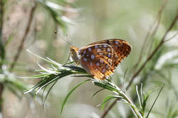 Слика од Speyeria coronis semiramis Edwards 1886