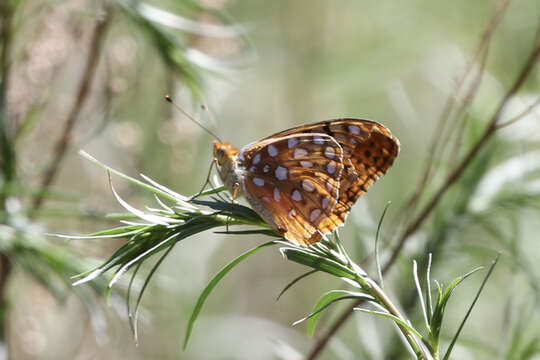 Слика од Speyeria coronis semiramis Edwards 1886