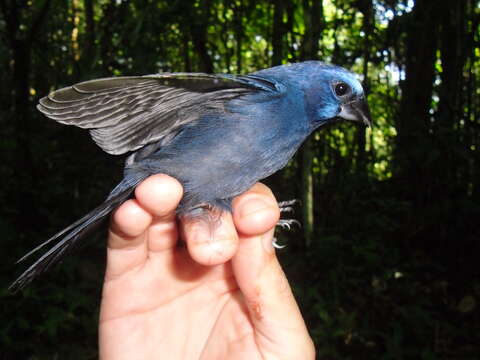 Image of Amazonian Grosbeak