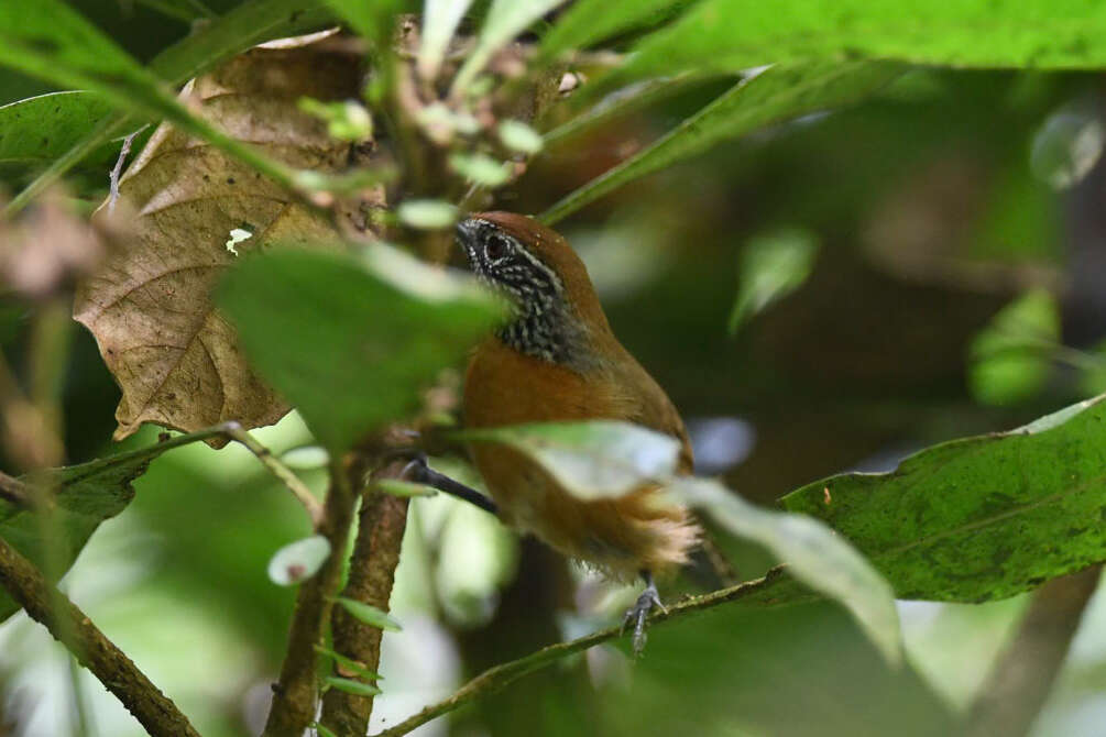 Image of Rufous-breasted Wren