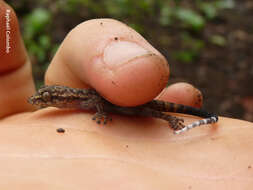 Image of Honduras Leaf-toed Gecko