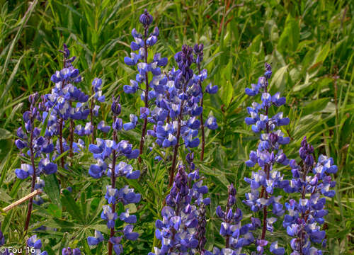 صورة Lupinus arcticus S. Watson