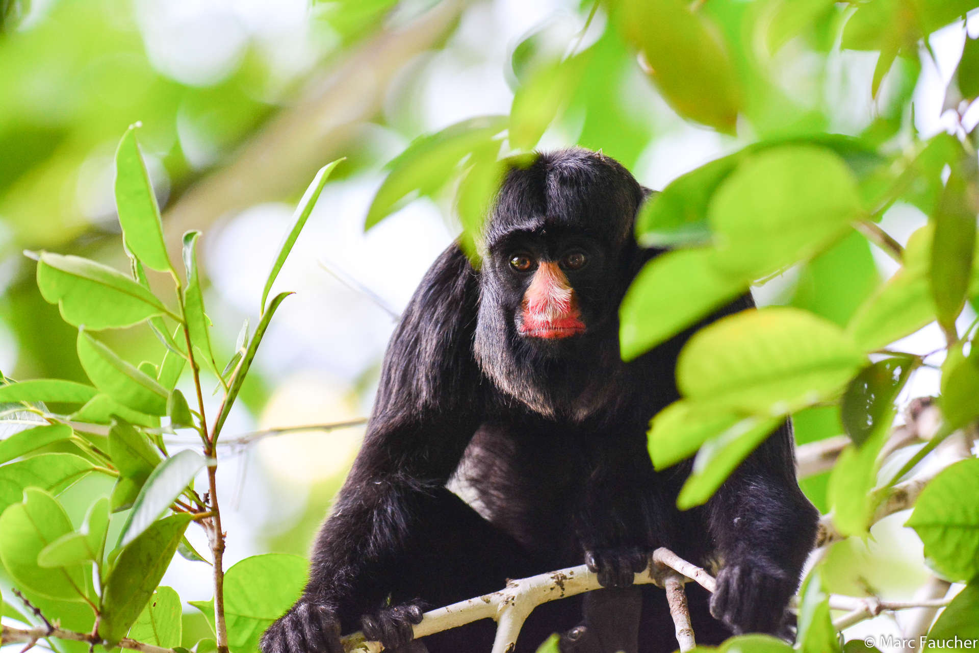 Image of Red-nosed Bearded Saki