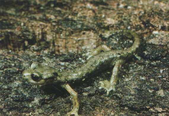 Image of Supramonte Cave Salamander