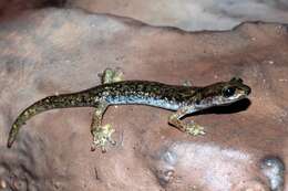 Image of Supramonte Cave Salamander