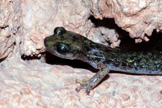 Image of Supramonte Cave Salamander