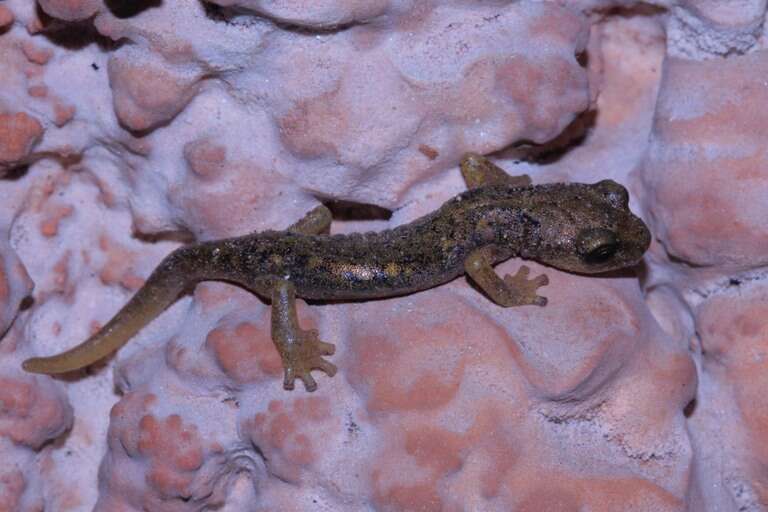 Image of Supramonte Cave Salamander