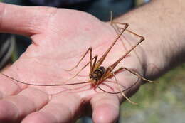 Image of Macropathus acanthocera (Milligan 1926)