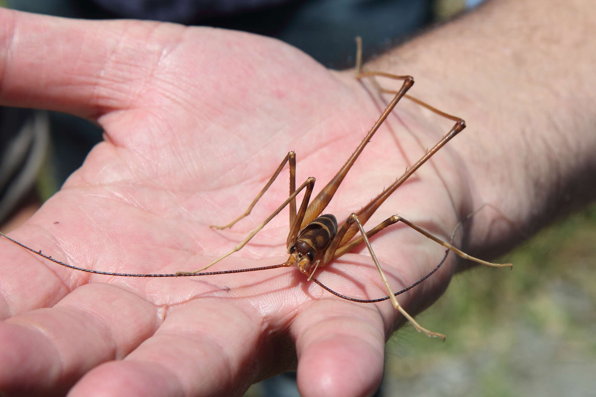 Image de Macropathus acanthocera (Milligan 1926)