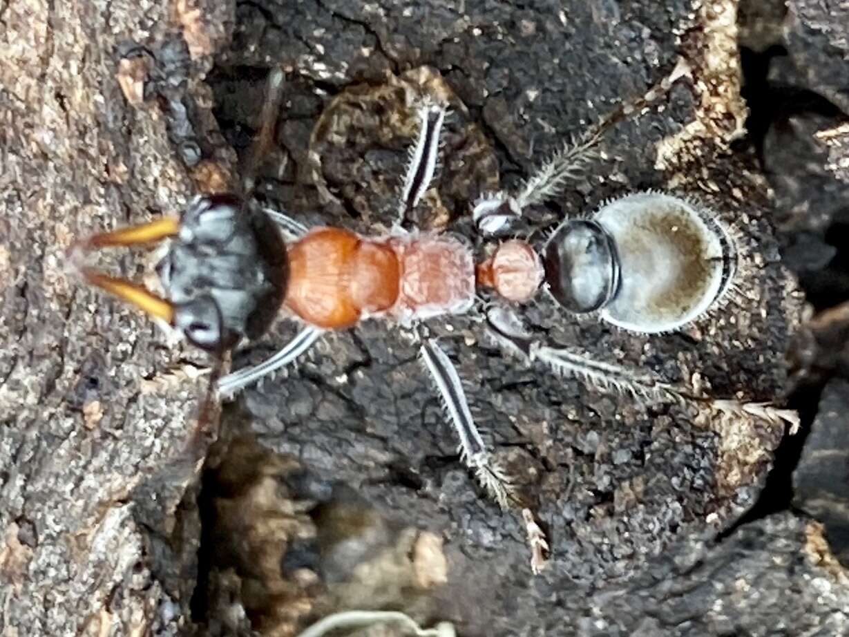 Image of Myrmecia swalei Crawley 1922