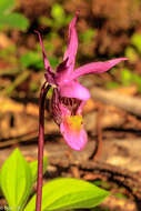 Image of calypso orchid