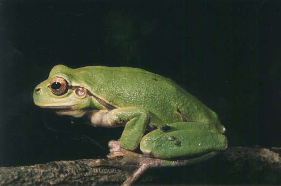 Image of Italian Tree Frog