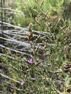 Image of Algerian sea lavender