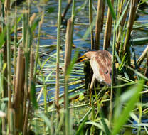 Image of Common Little Bittern