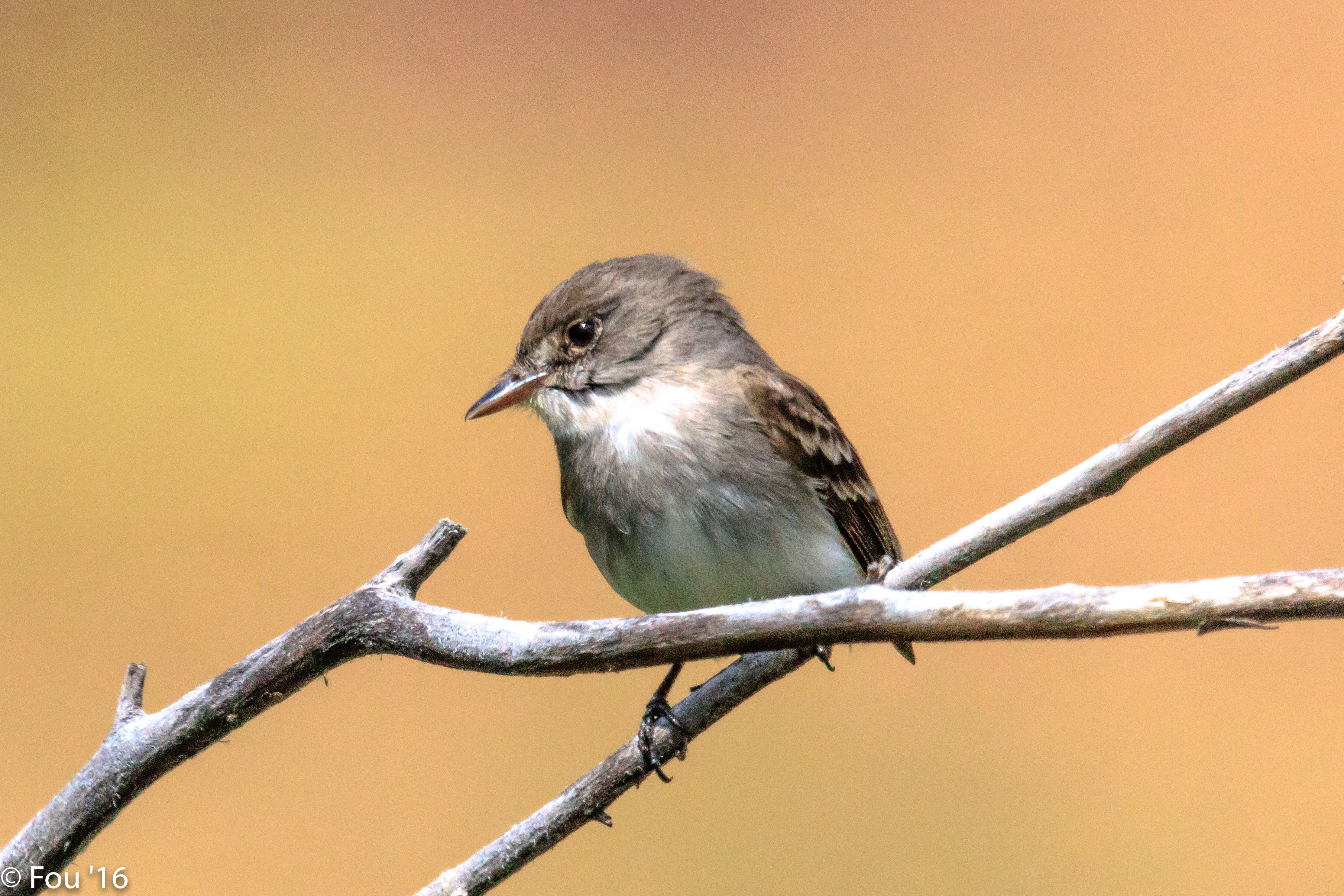 Image of Western Wood Pewee