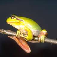 Image of Mediterranean Tree Frog