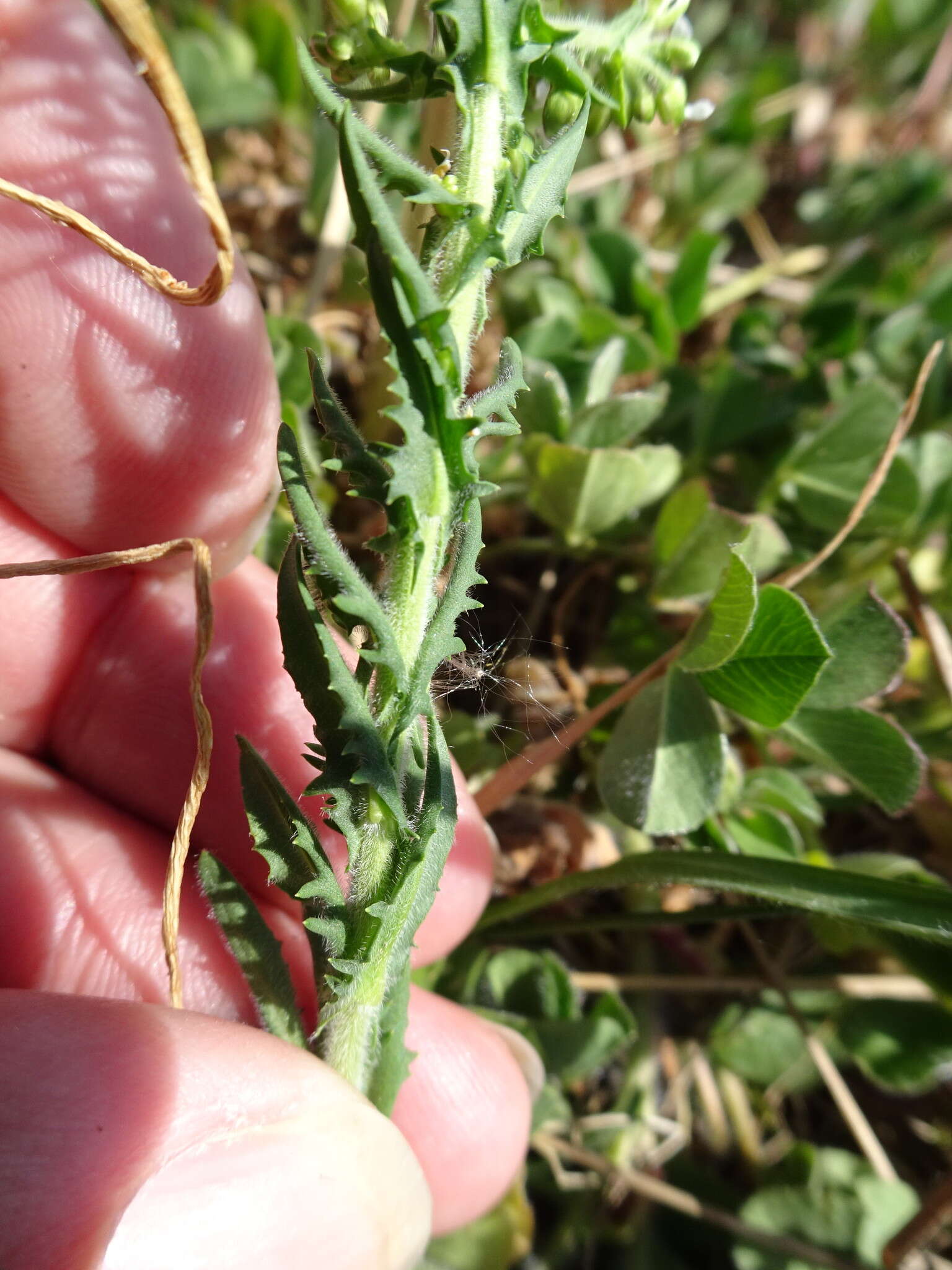 Image of Smith's Pepperwort