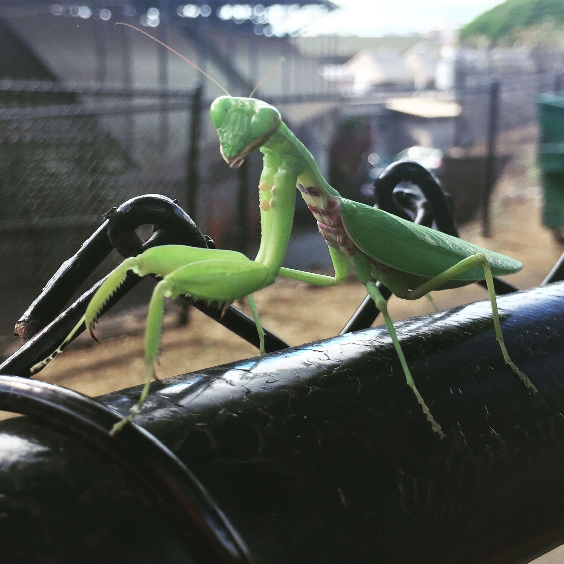 Image of Giant Asian Mantis