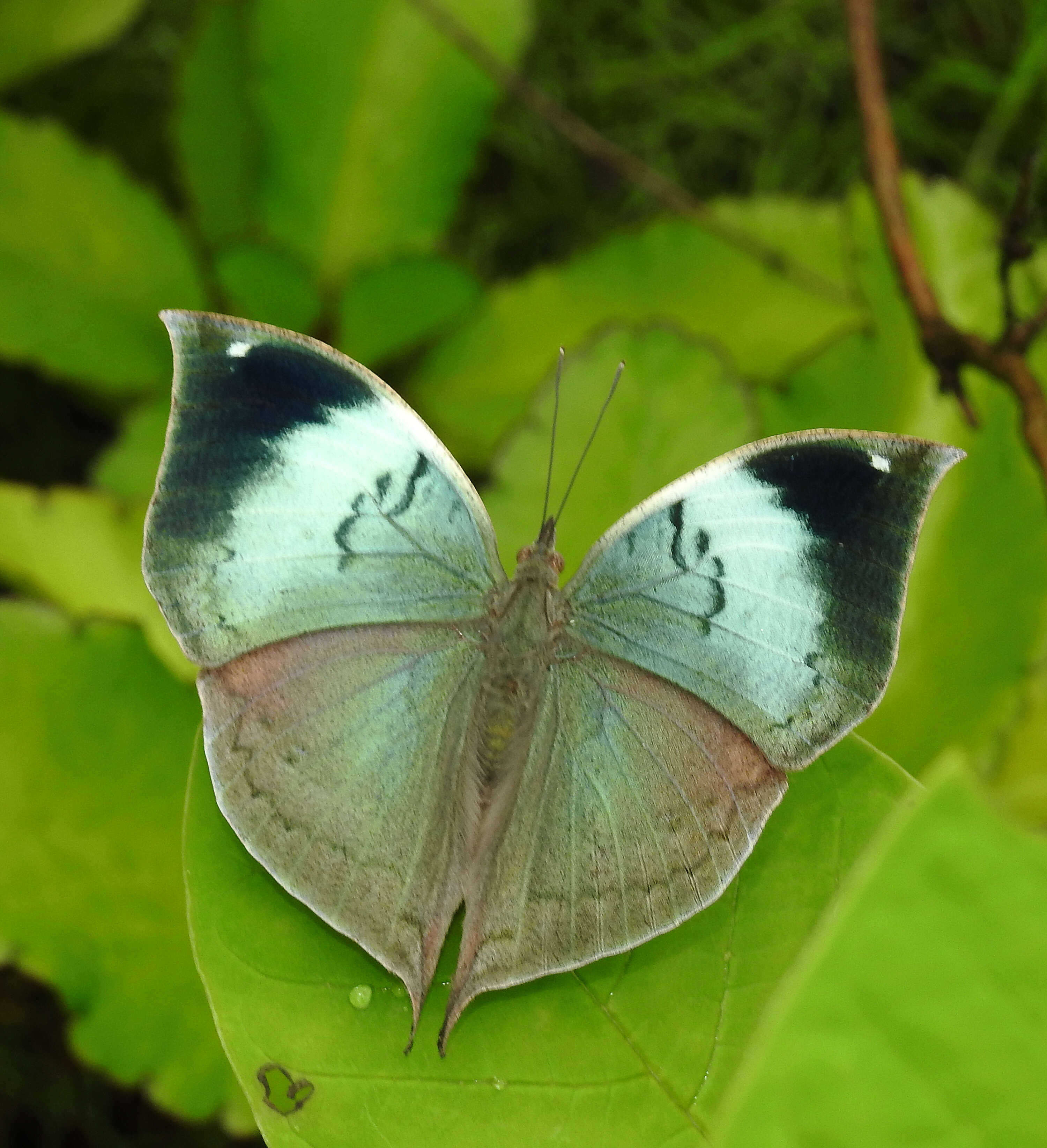 Image of Sahyadri blue oakleaf