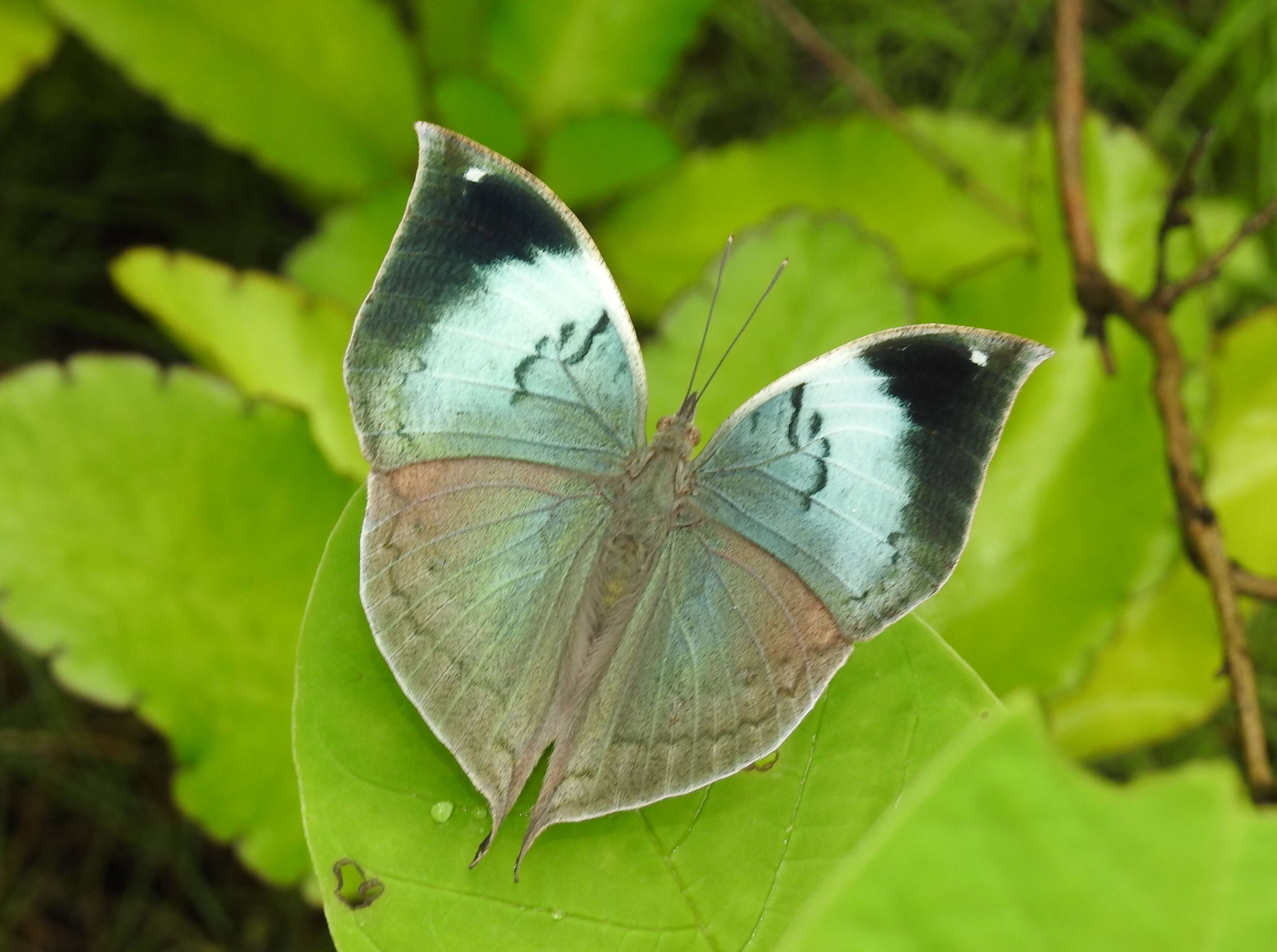 Image of Sahyadri blue oakleaf