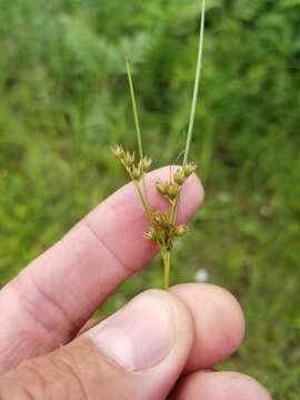 Слика од Juncus dudleyi Wiegand