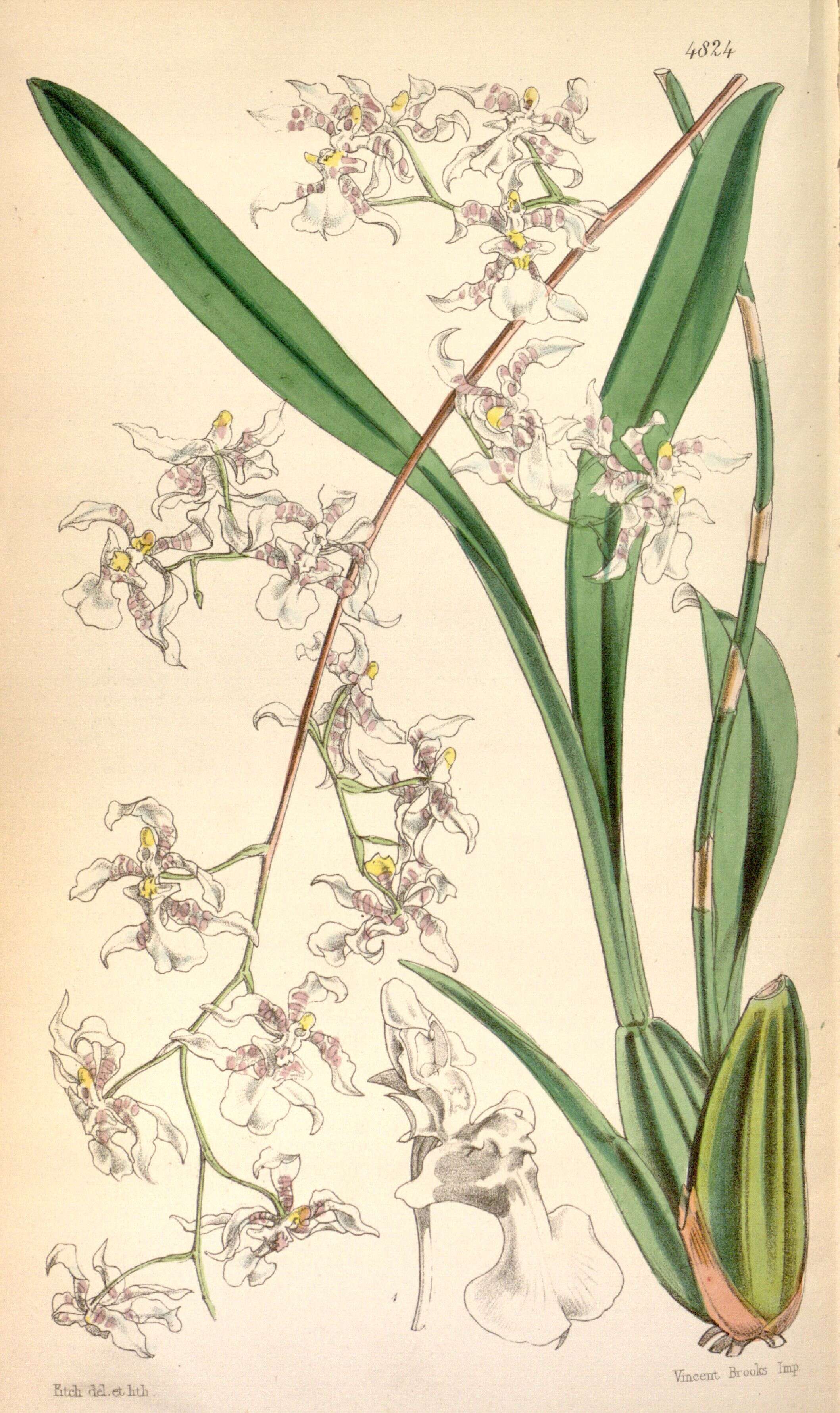 Слика од Oncidium incurvum Barker ex Lindl.