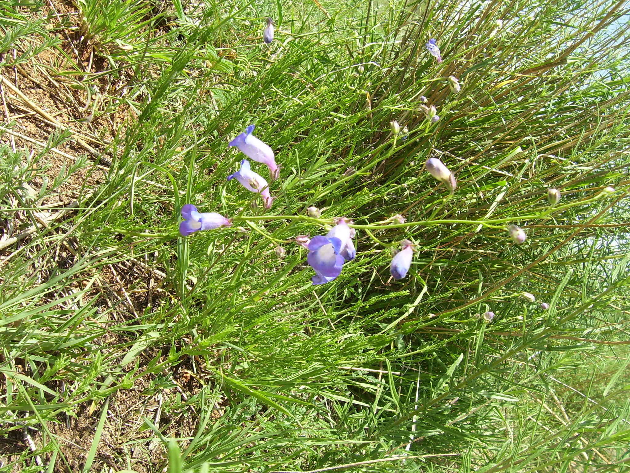 Image de Penstemon dasyphyllus A. Gray