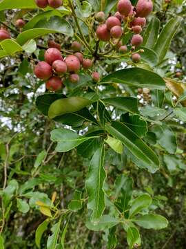 Matayba elaeagnoides Radlk.的圖片