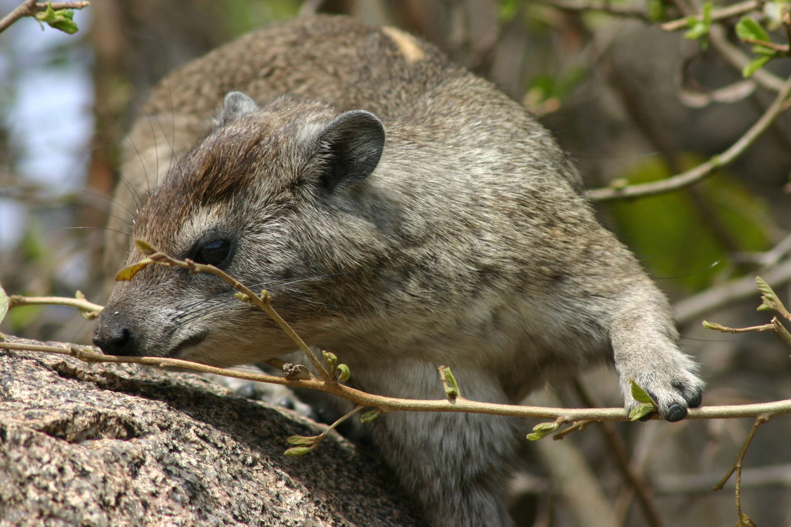 Image of Bush Hyrax