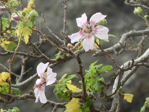 Image of Malva acerifolia (Cav.) Alef.